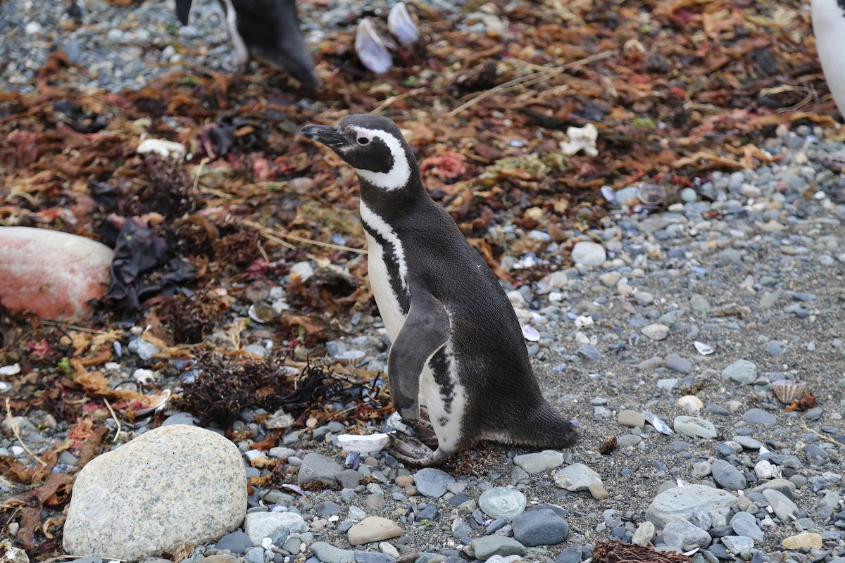 Magellanic Penguin - ML645586969