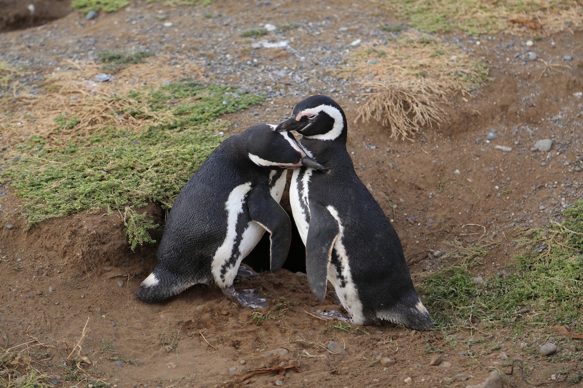 Magellanic Penguin - ML645586970