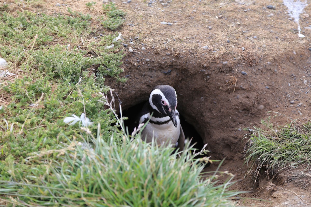 Magellanic Penguin - ML645586971