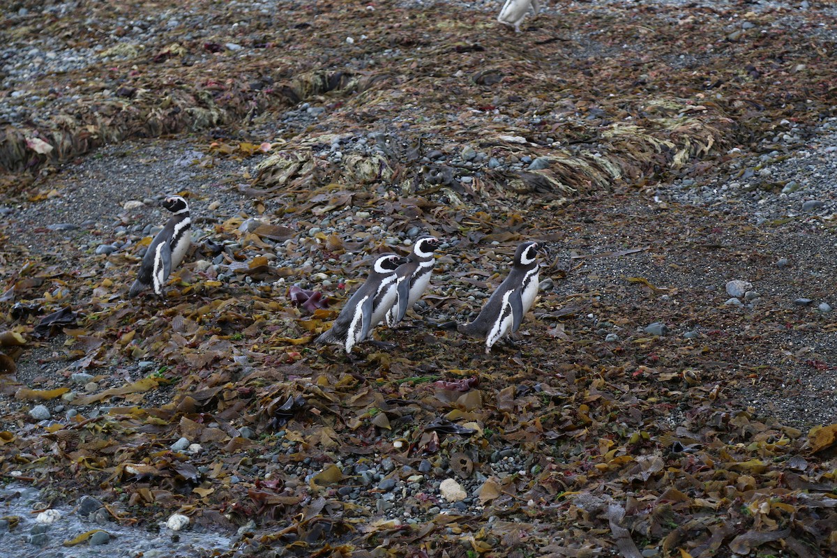Magellanic Penguin - ML645586972
