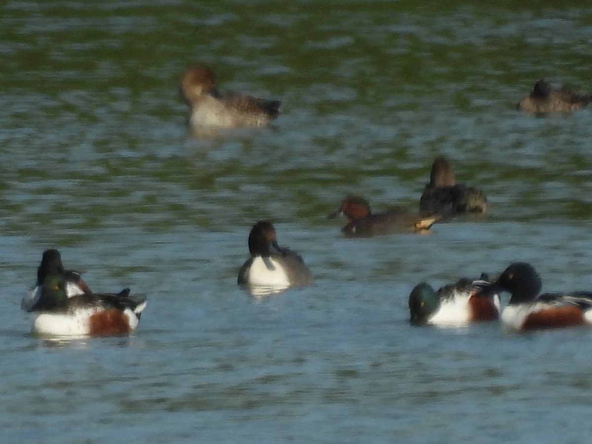 Green-winged Teal - ML645586975