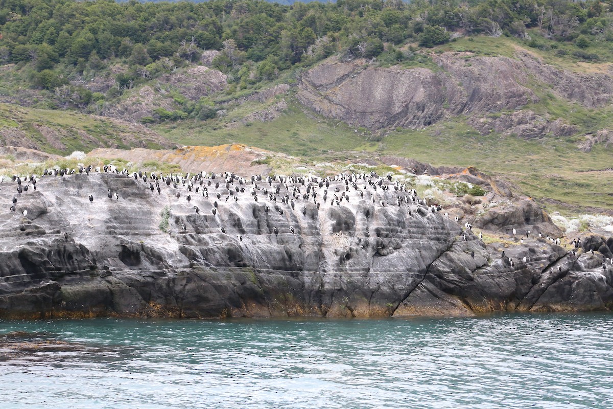 Imperial Cormorant - ML645586977