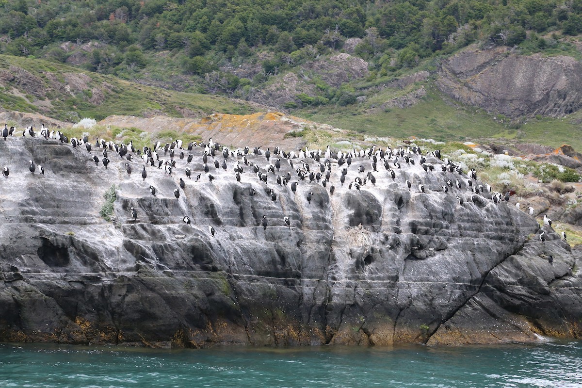 Imperial Cormorant - ML645586978