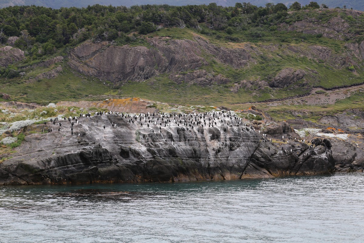 Imperial Cormorant - ML645586979