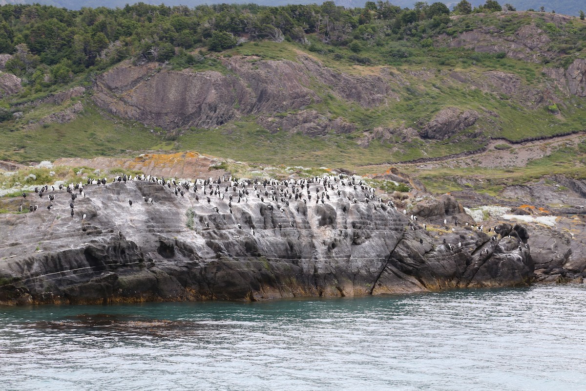 Imperial Cormorant - ML645586980