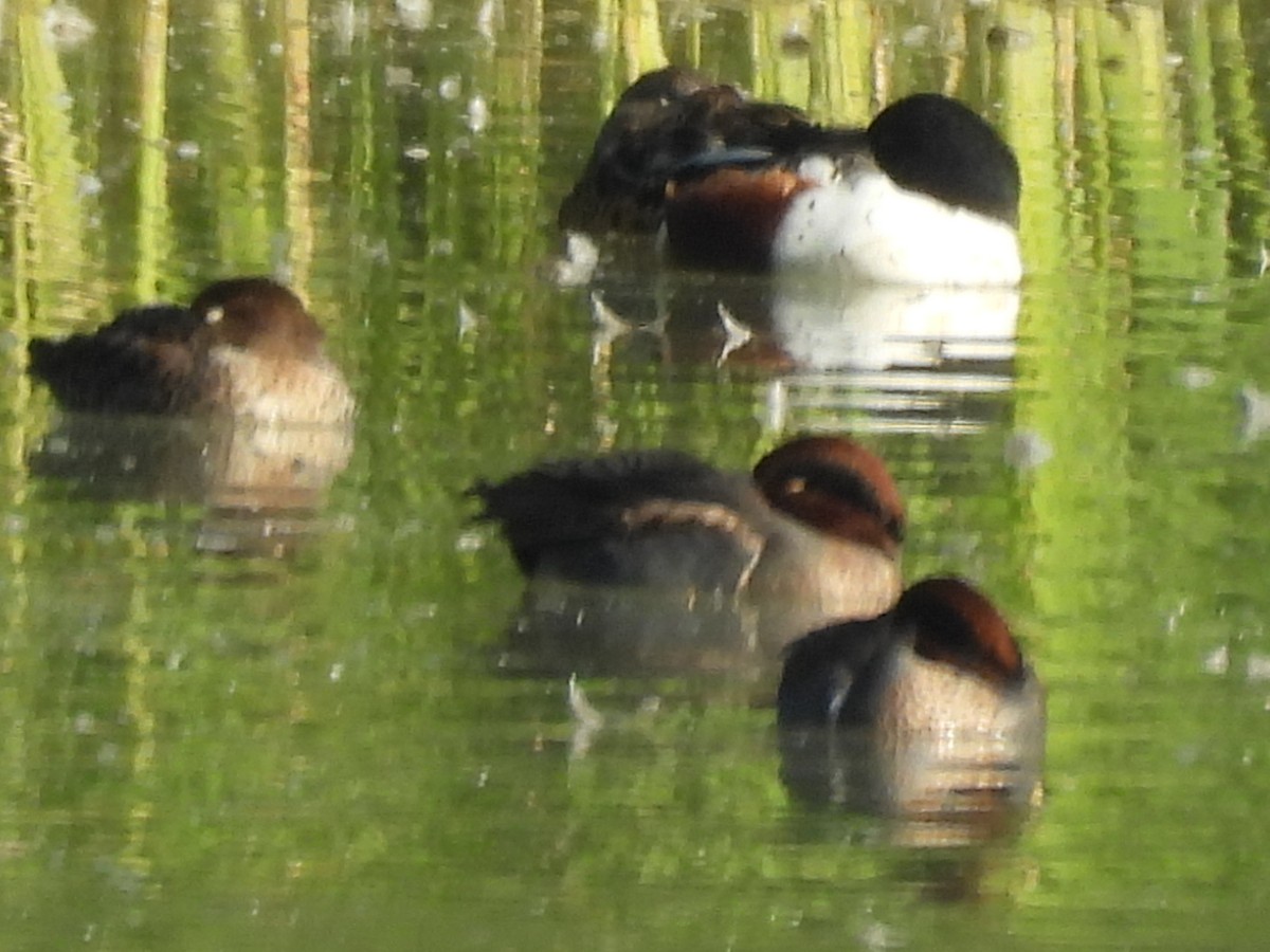 Redhead - ML645586981
