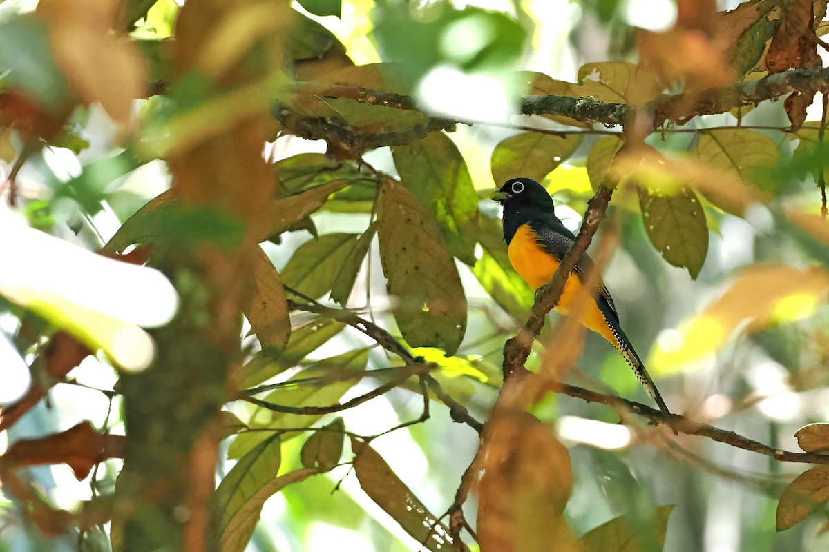 Amazonian Black-throated Trogon - ML645586983