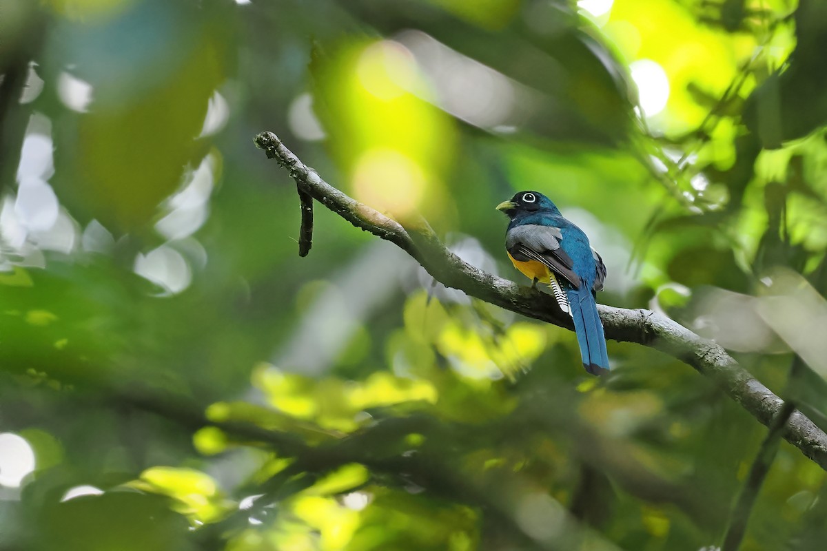 Amazonian Black-throated Trogon - ML645586986