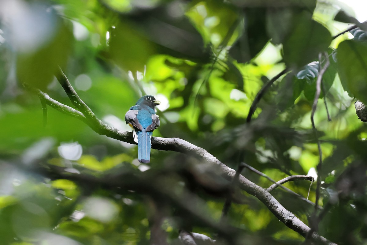 Amazonian Black-throated Trogon - ML645586987
