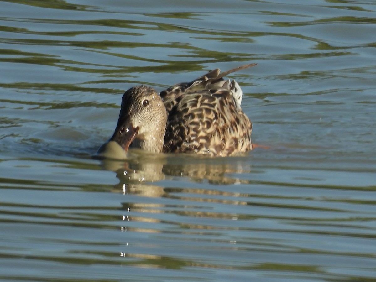 Redhead - ML645586988