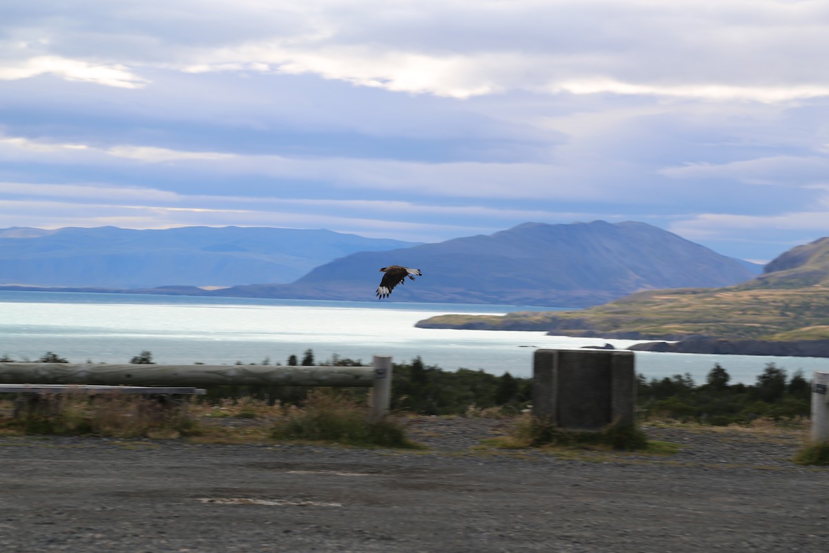 Crested Caracara - ML645586991
