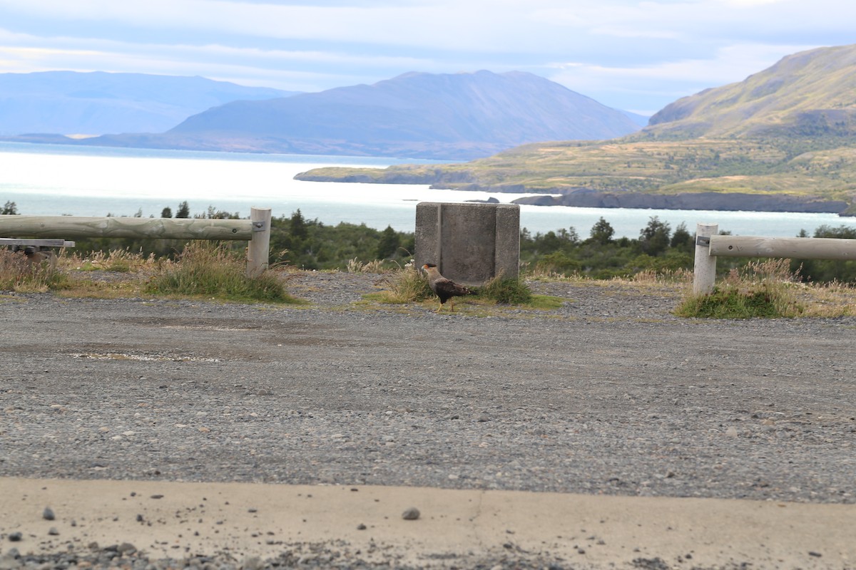 Crested Caracara - ML645586992