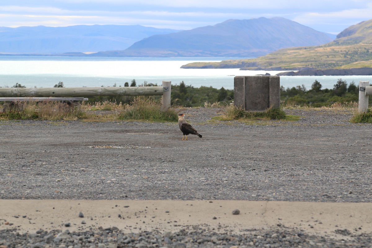 Crested Caracara - ML645586993