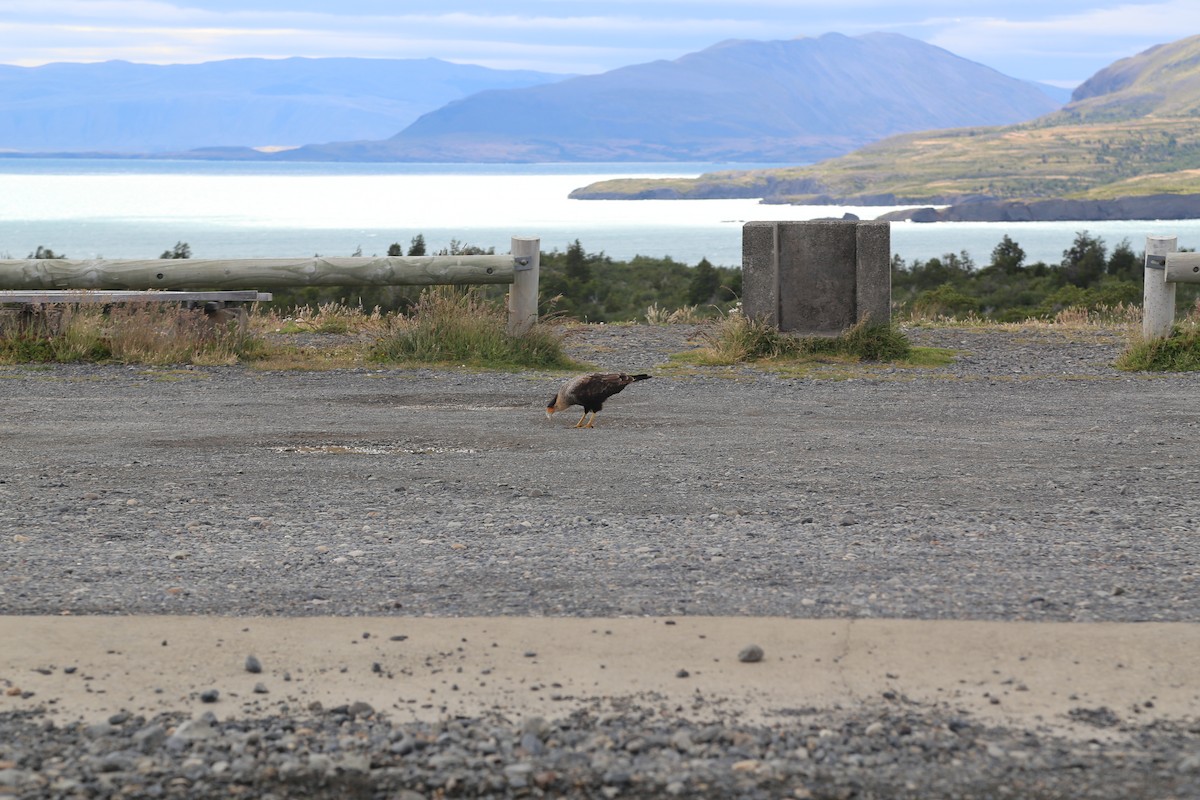 Crested Caracara - ML645586994
