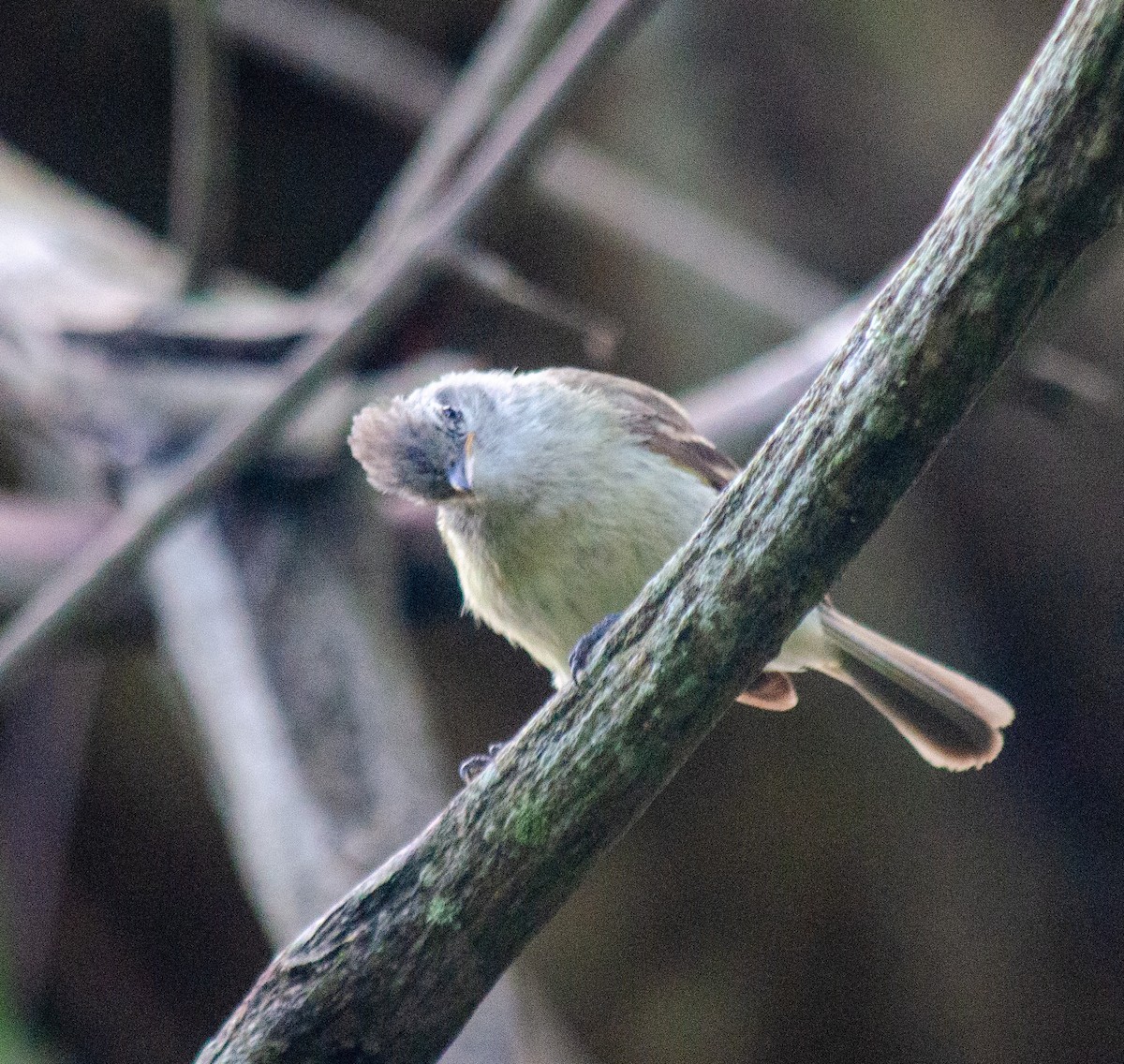 Southern Beardless-Tyrannulet - ML645586995
