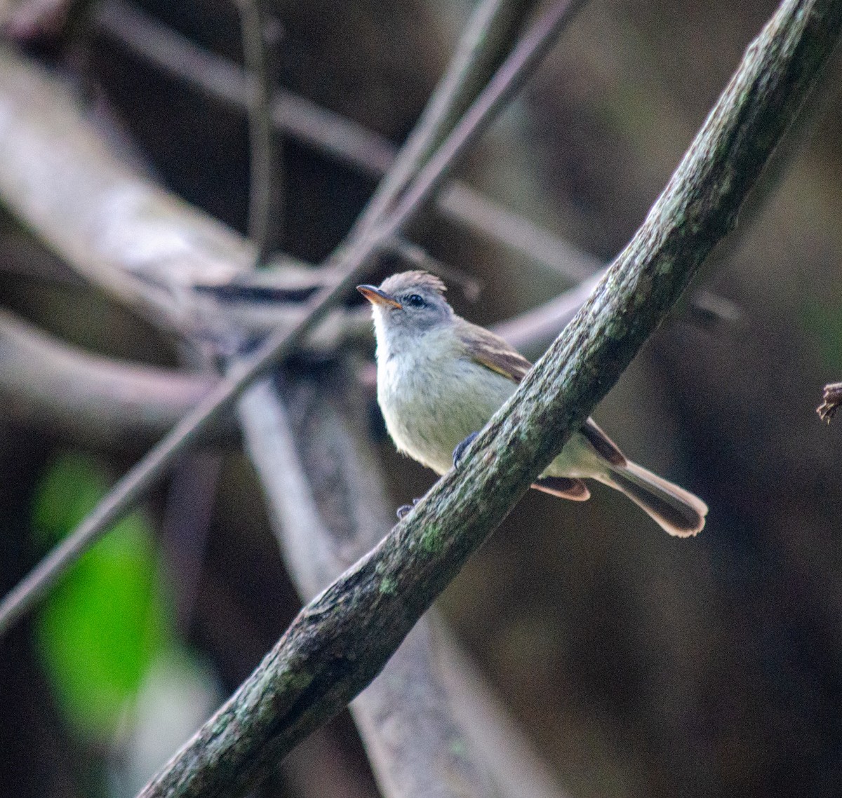 Southern Beardless-Tyrannulet - ML645586996
