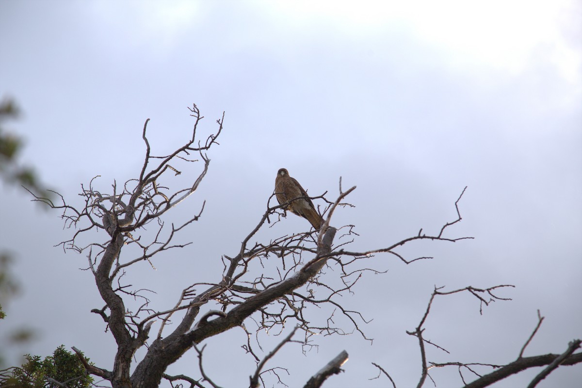 Chimango Caracara - ML645586999
