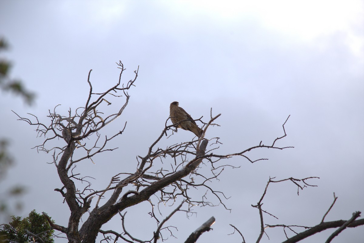 Chimango Caracara - ML645587000