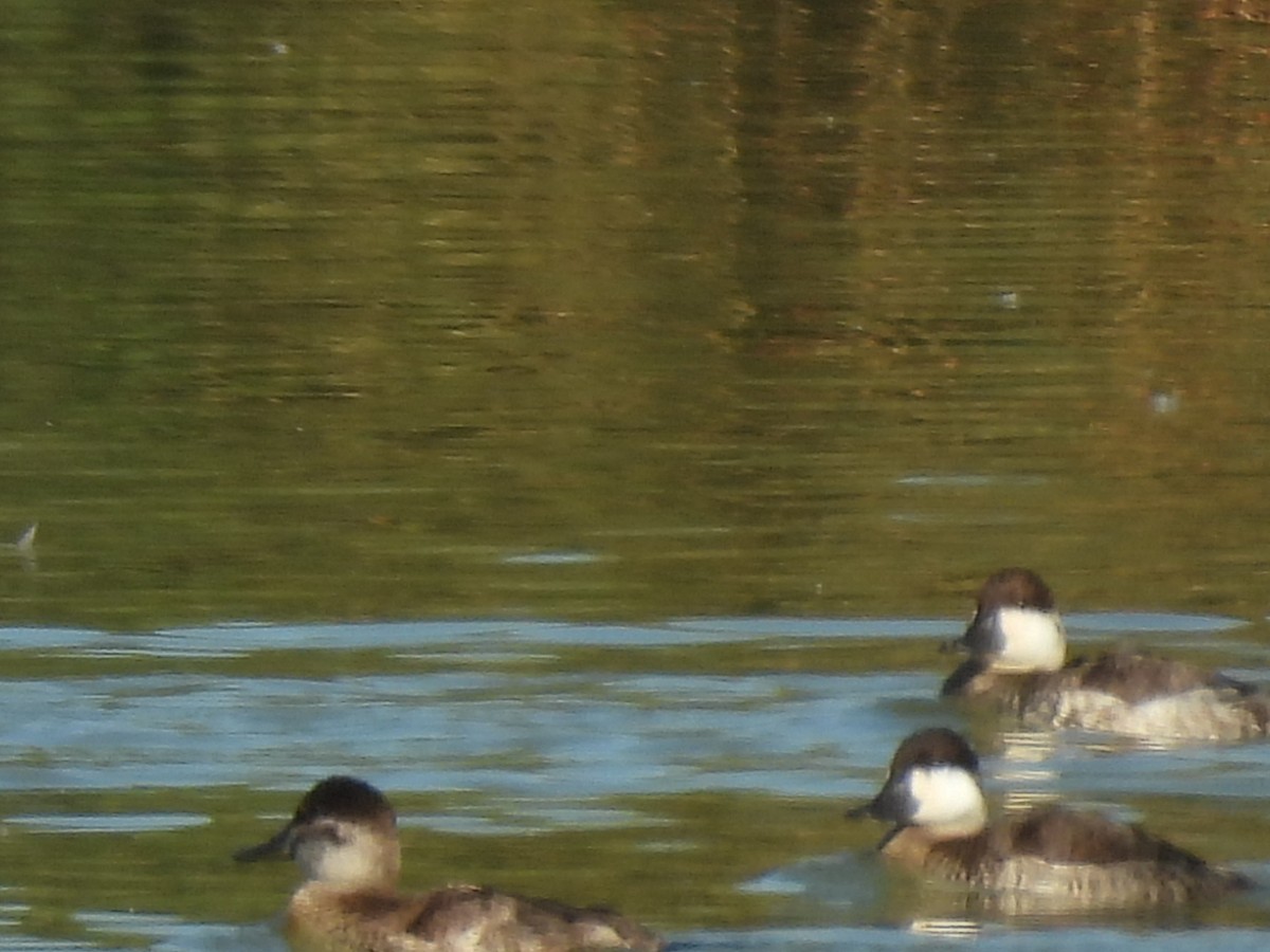 Ruddy Duck - ML645587001