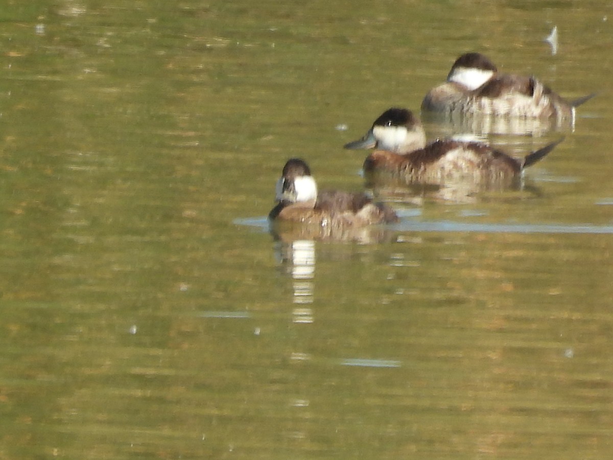 Ruddy Duck - ML645587002