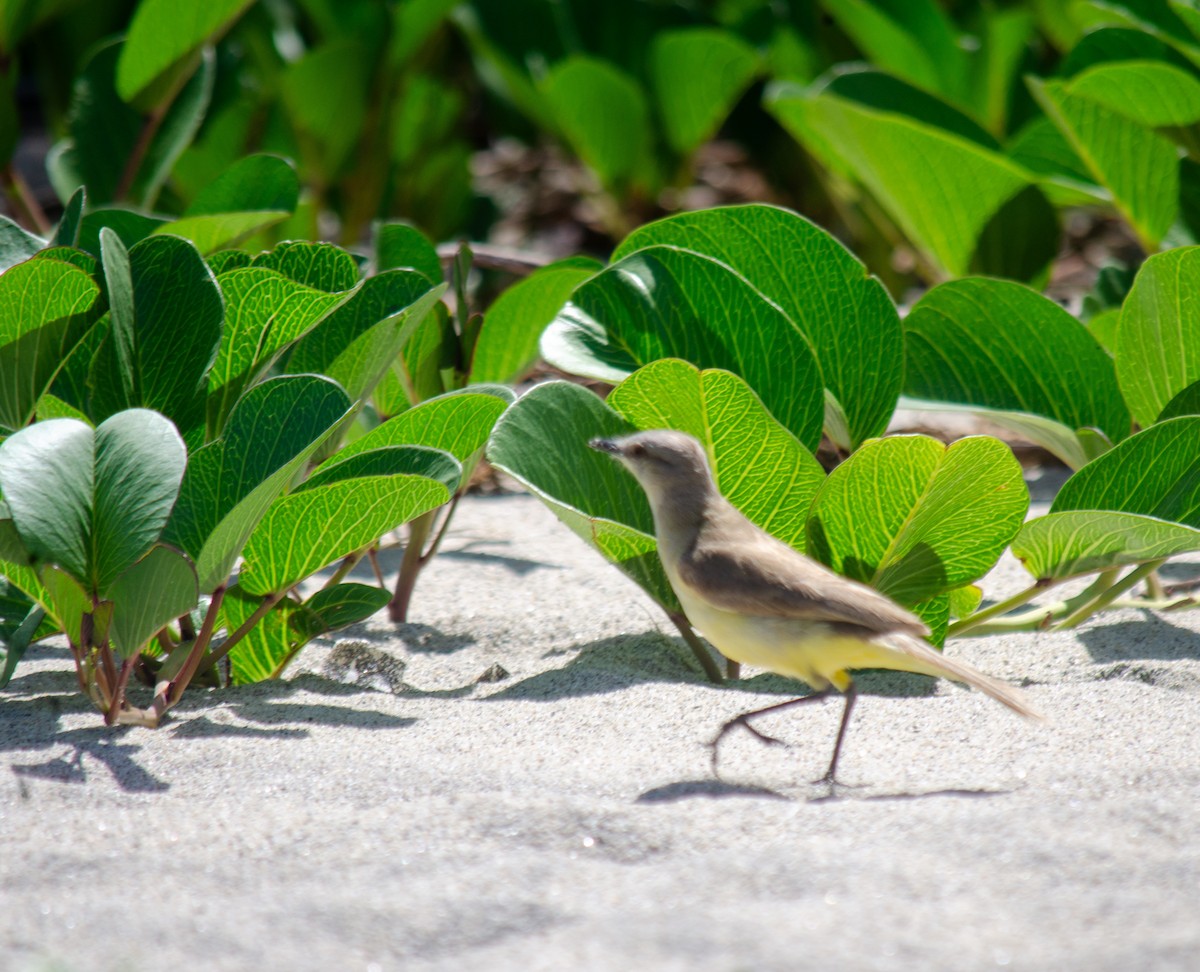 Cattle Tyrant - ML645587003