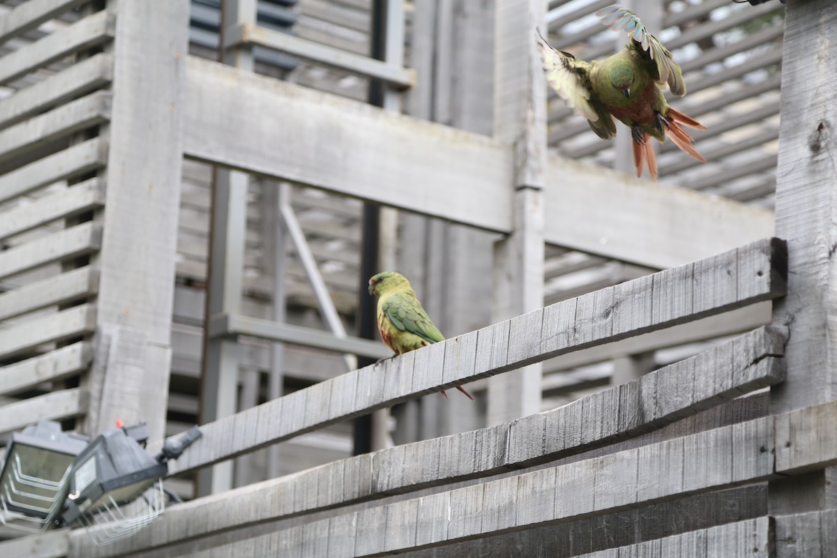Austral Parakeet - ML645587007