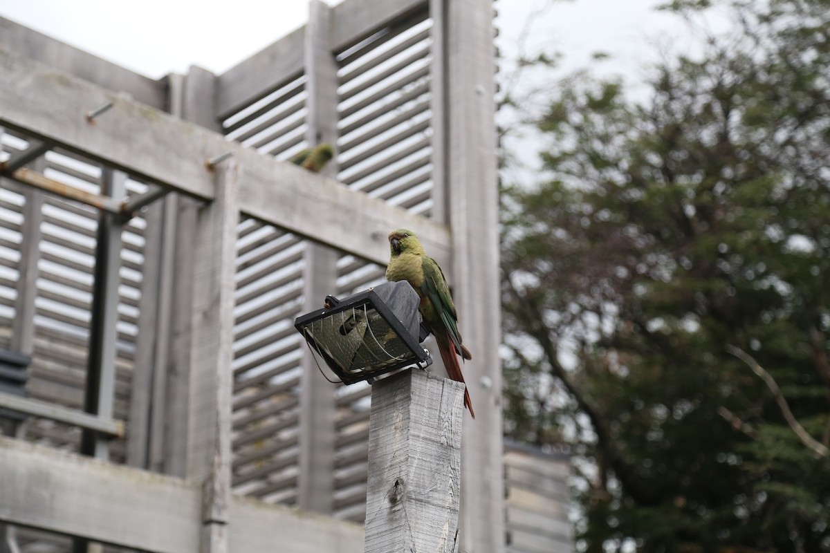 Austral Parakeet - ML645587008