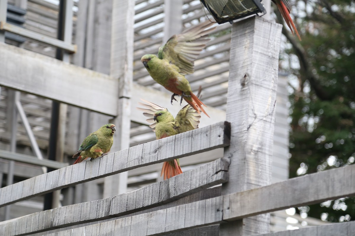 Austral Parakeet - ML645587009