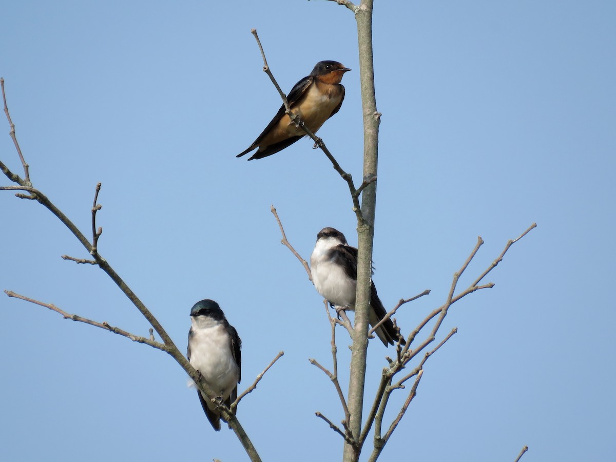 Tree Swallow - ML64558701