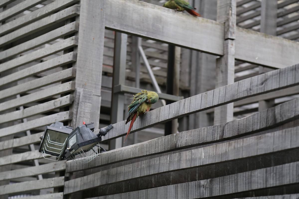 Austral Parakeet - ML645587010