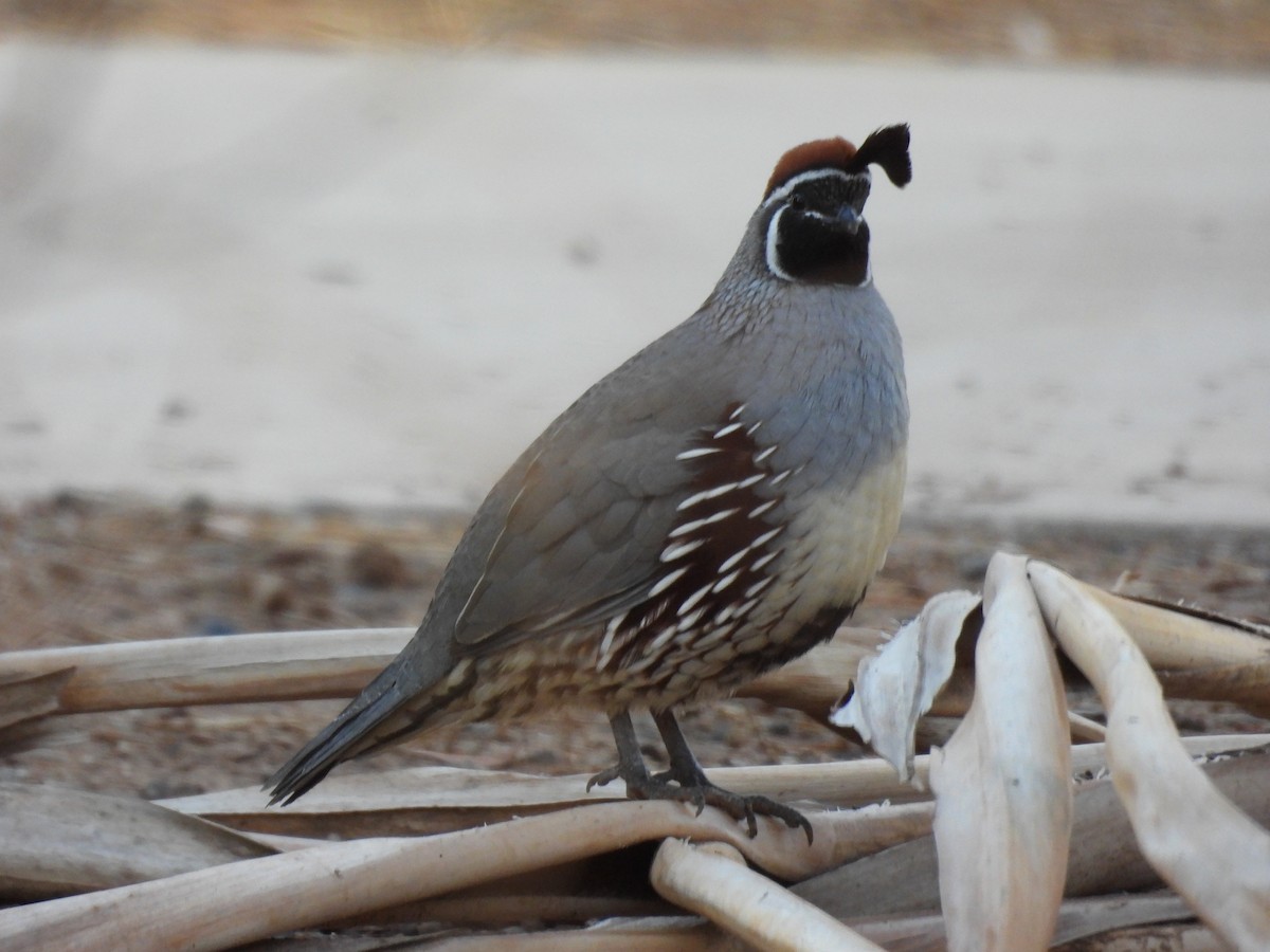 Gambel's Quail - ML645587014