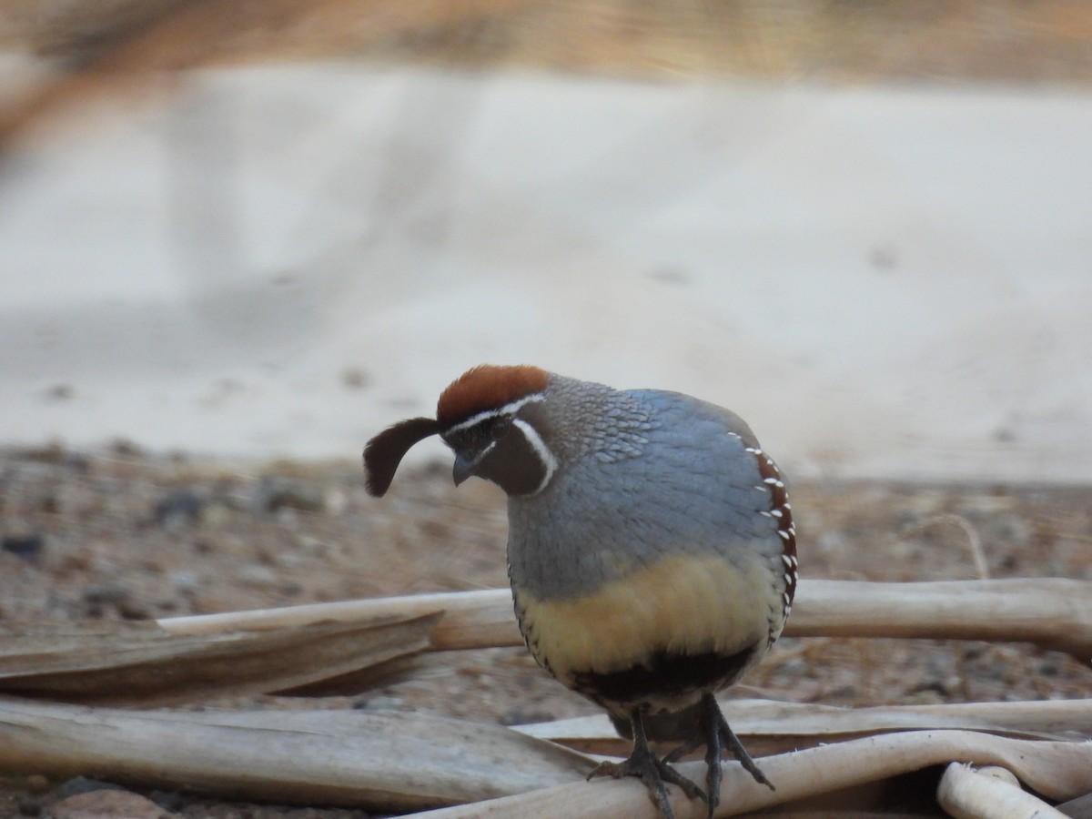 Gambel's Quail - ML645587015