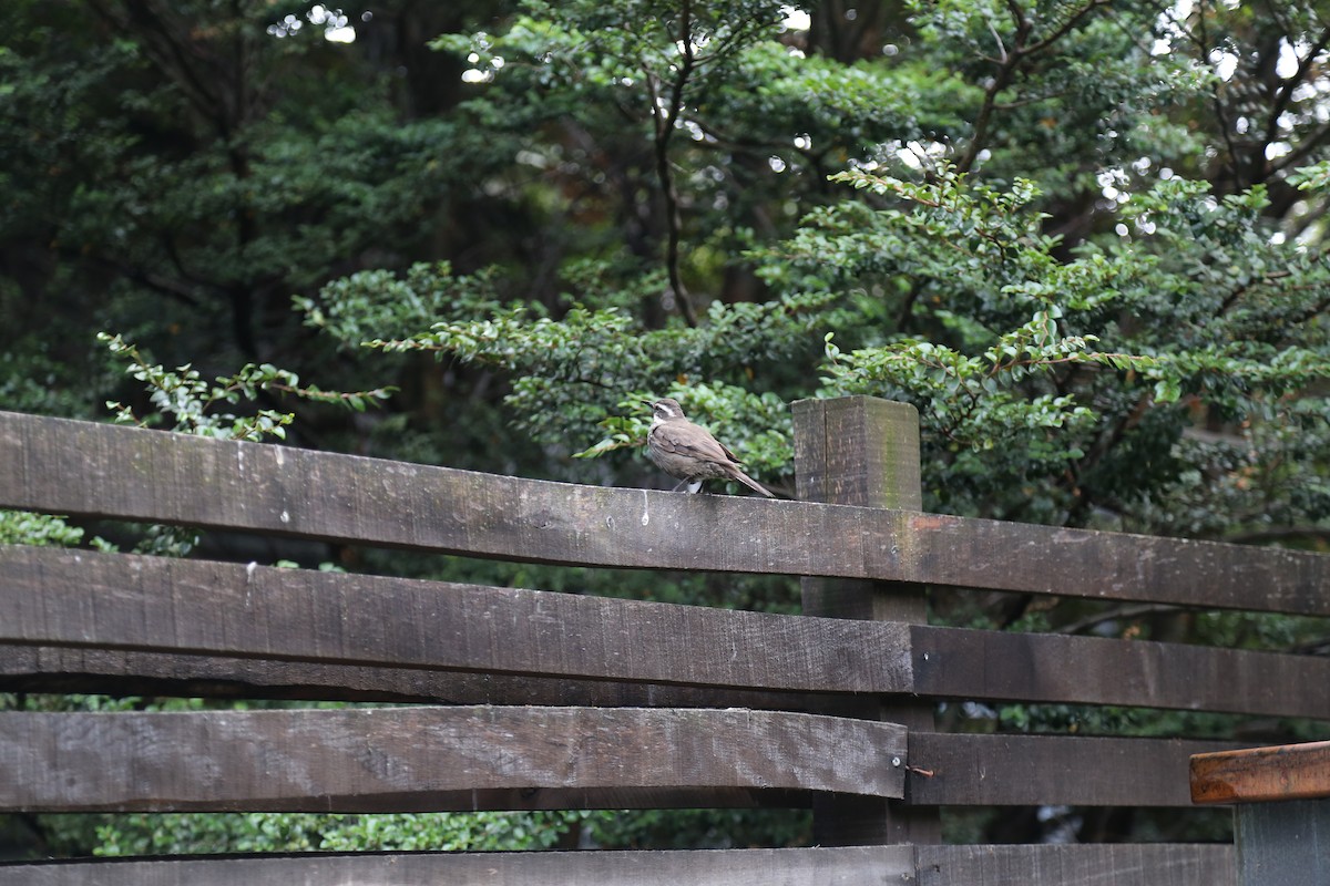 Dark-bellied Cinclodes - ML645587017