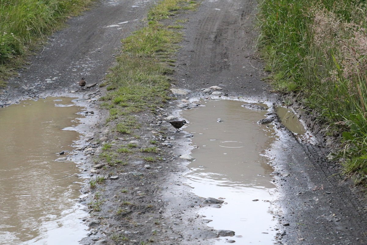 Dark-bellied Cinclodes - ML645587019