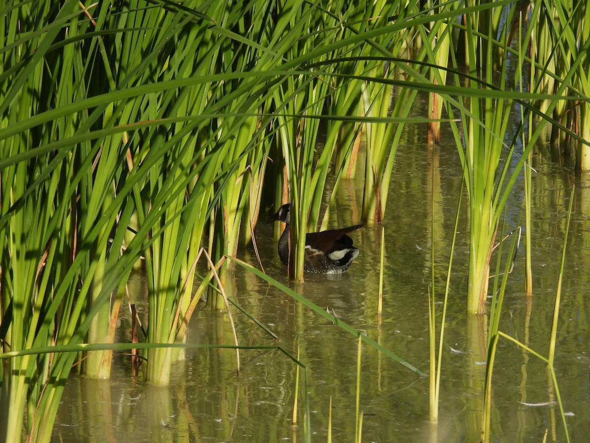 Common Gallinule - ML645587021