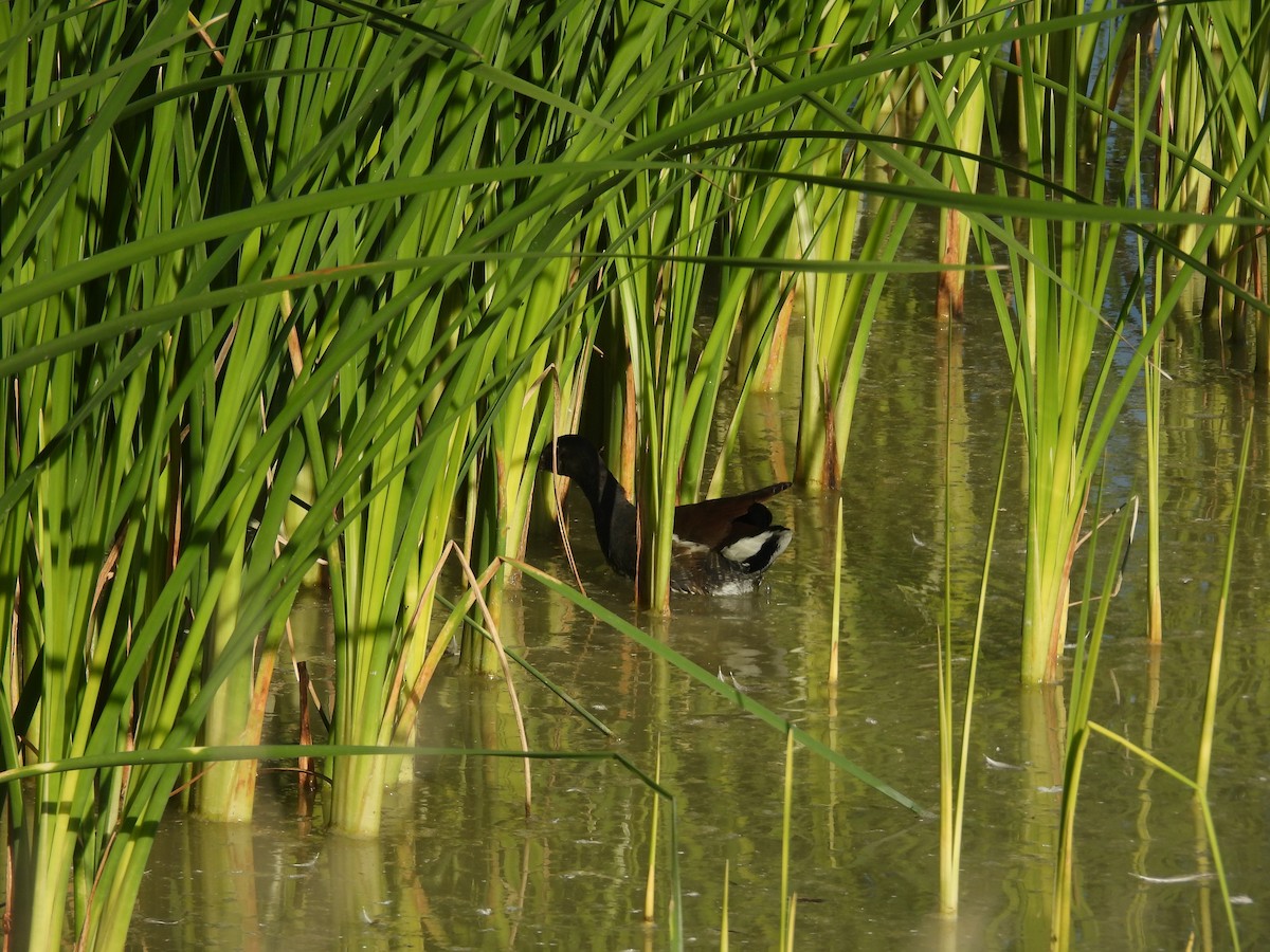 Common Gallinule - ML645587022