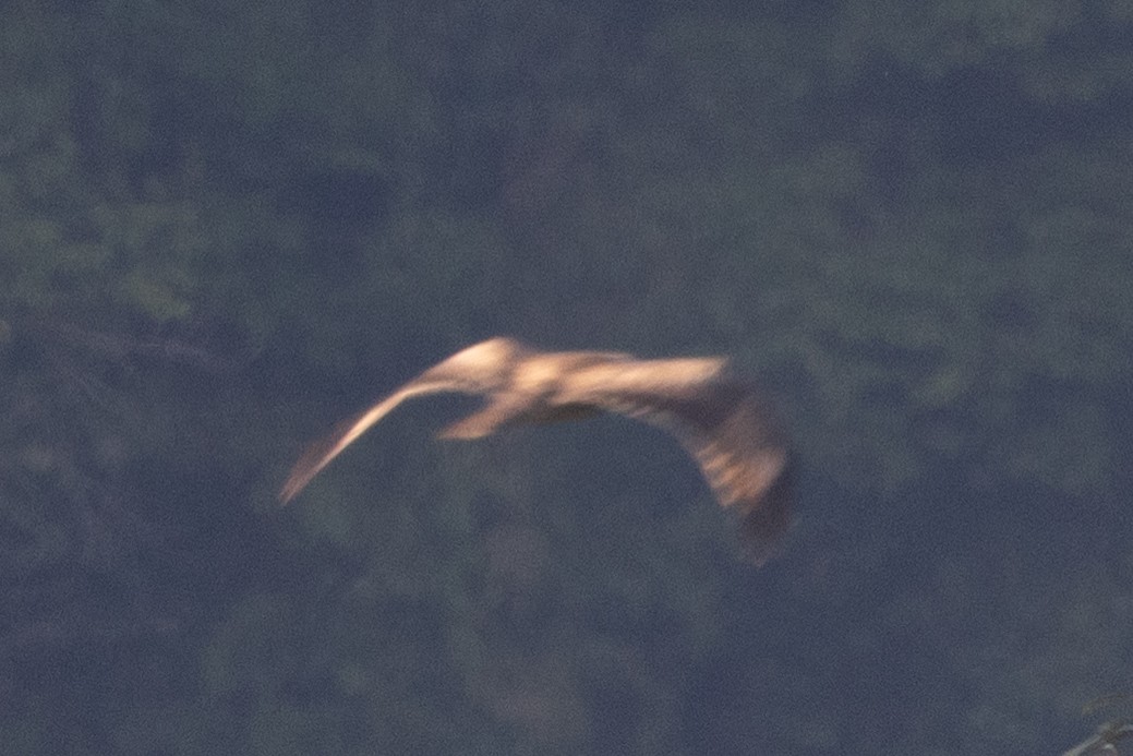 Канюк гімалайський - ML645587023