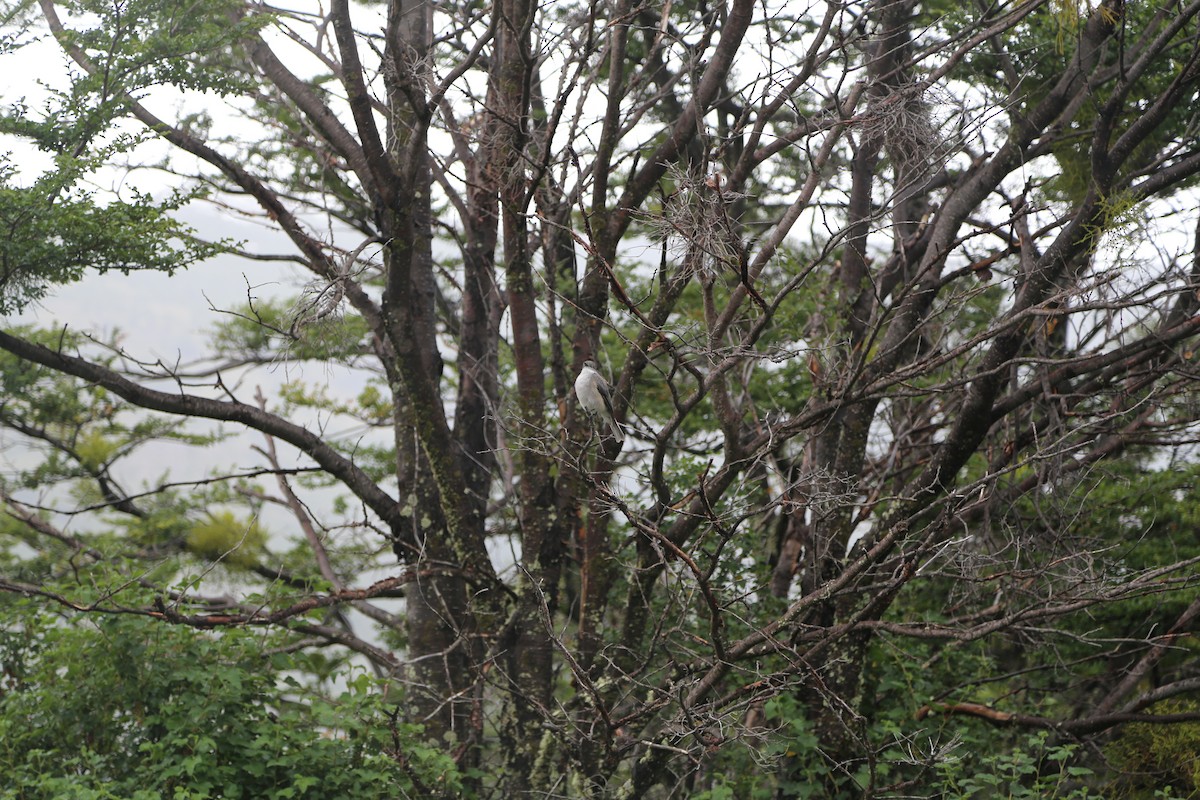 Монжита червоноока - ML645587024