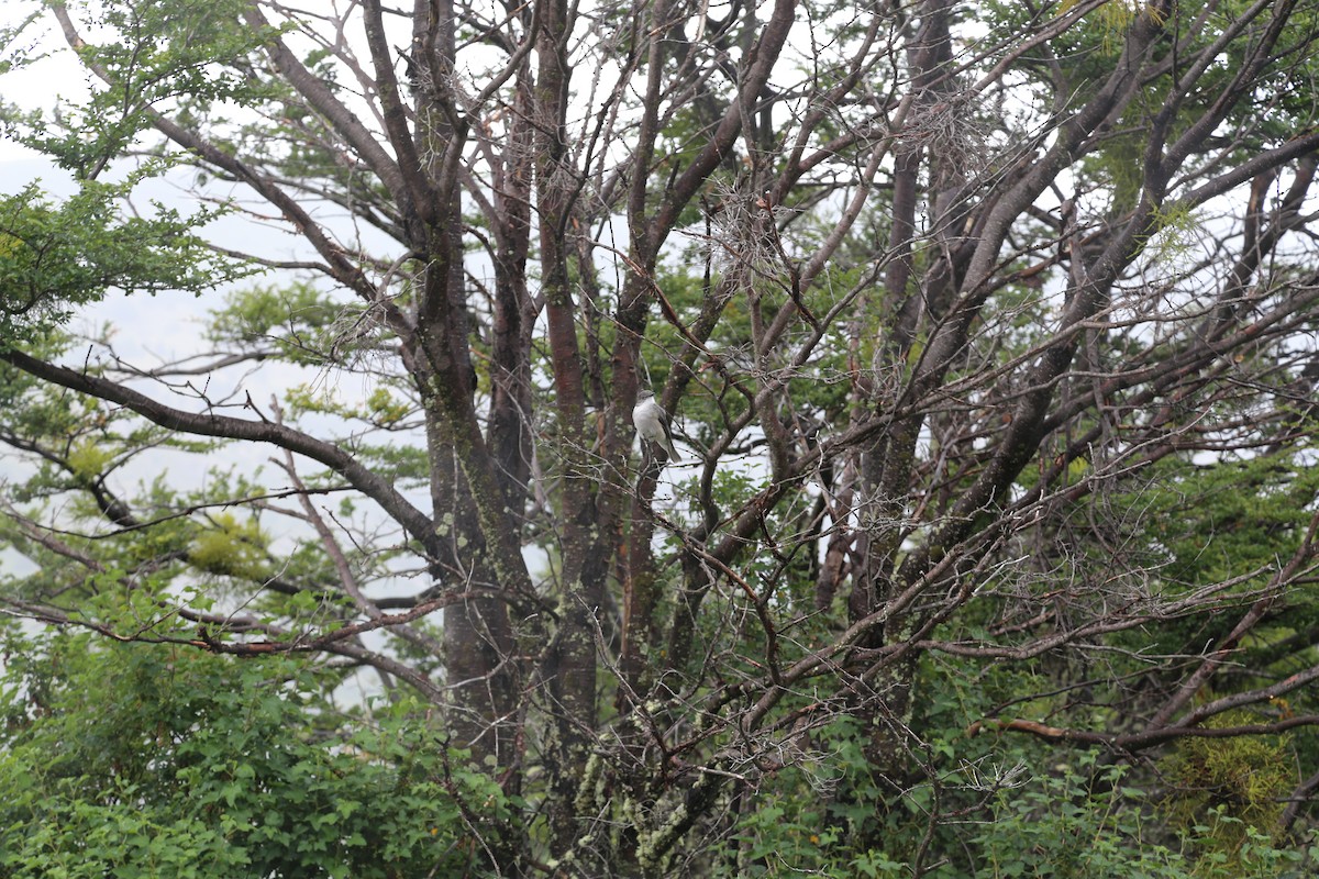 Монжита червоноока - ML645587025