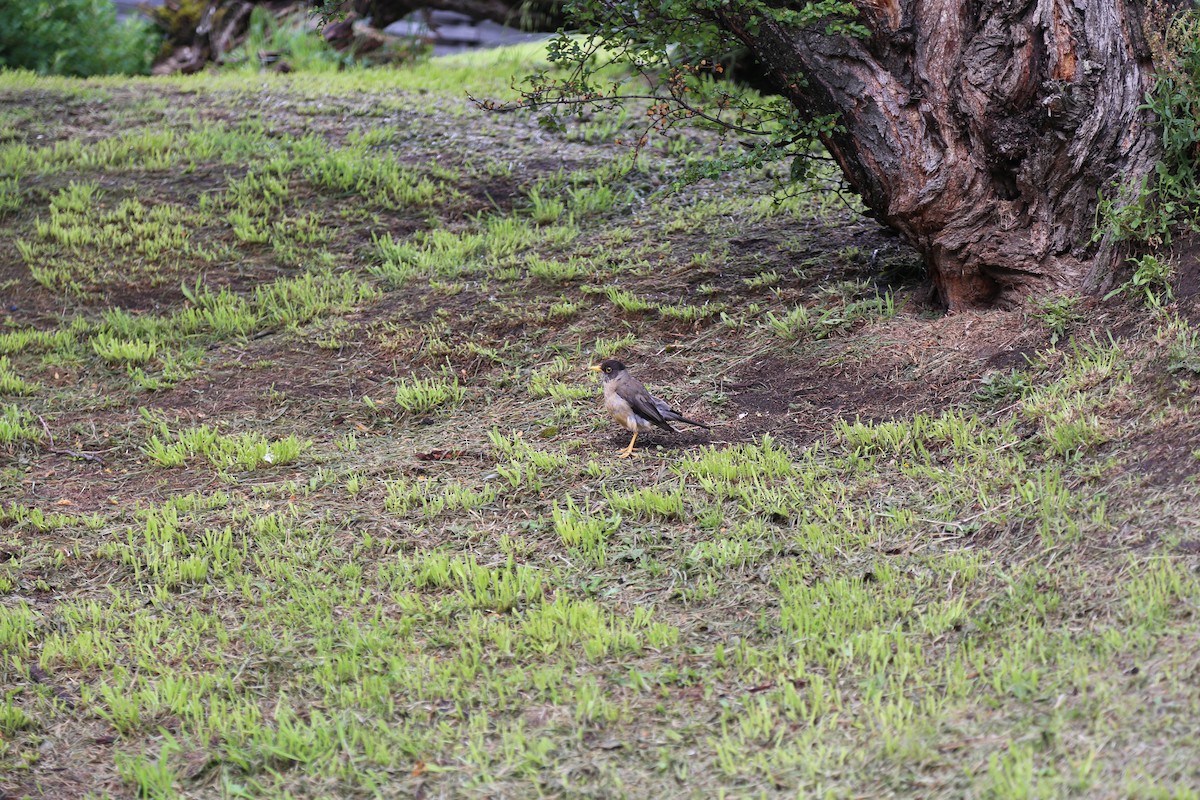 Дрізд південний - ML645587026