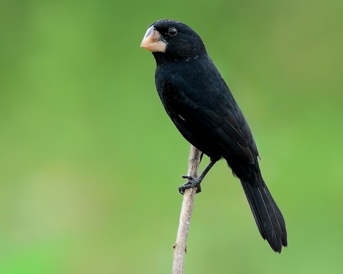 Рисоїд нікарагуанський - ML645587027