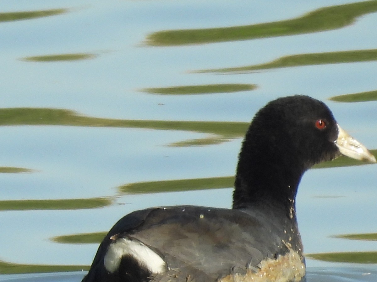 American Coot - ML645587028
