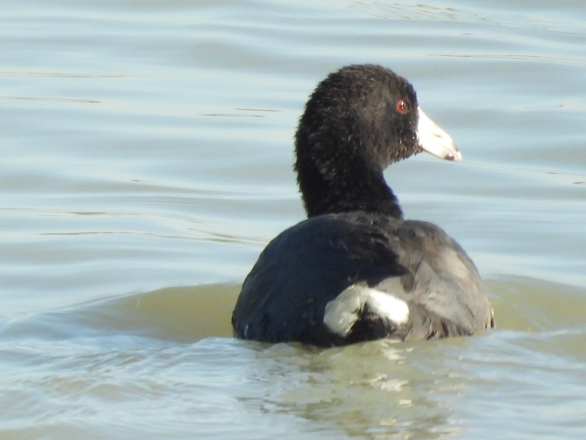 American Coot - ML645587029