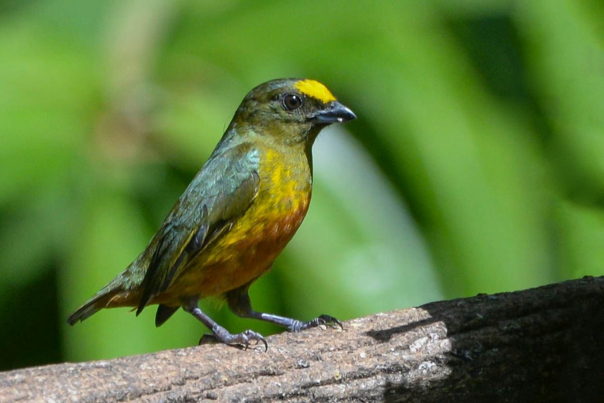 Гутурама оливкова - ML645587030