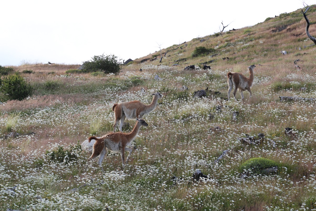 Animals - ML645587031