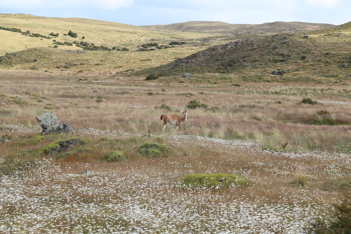 Animals - ML645587032