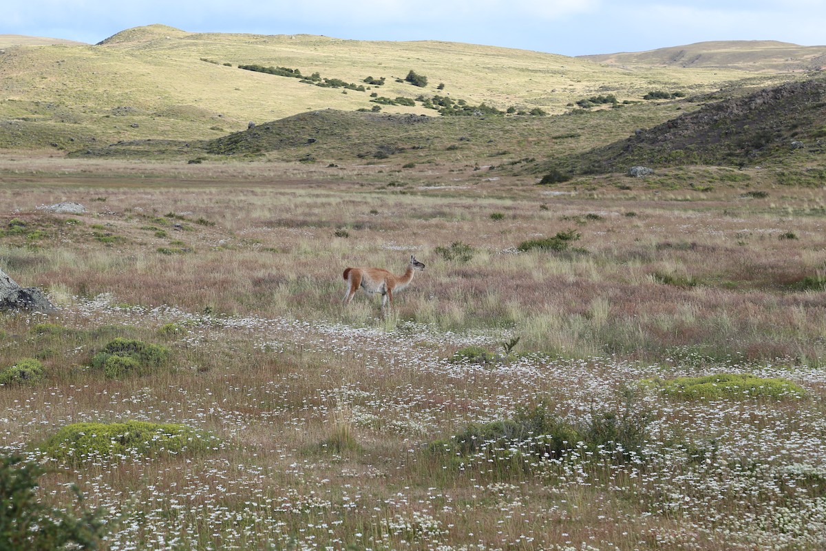 Animals - ML645587033