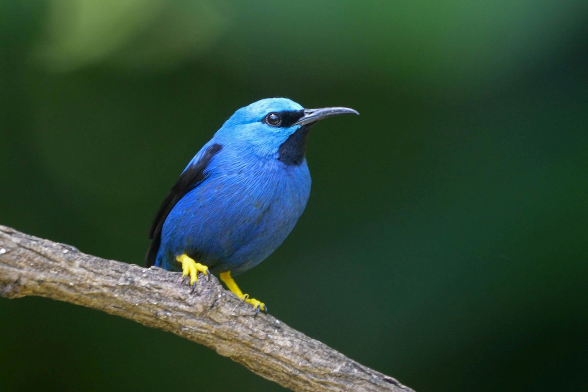 Танагра-медоїд лазурова - ML645587034