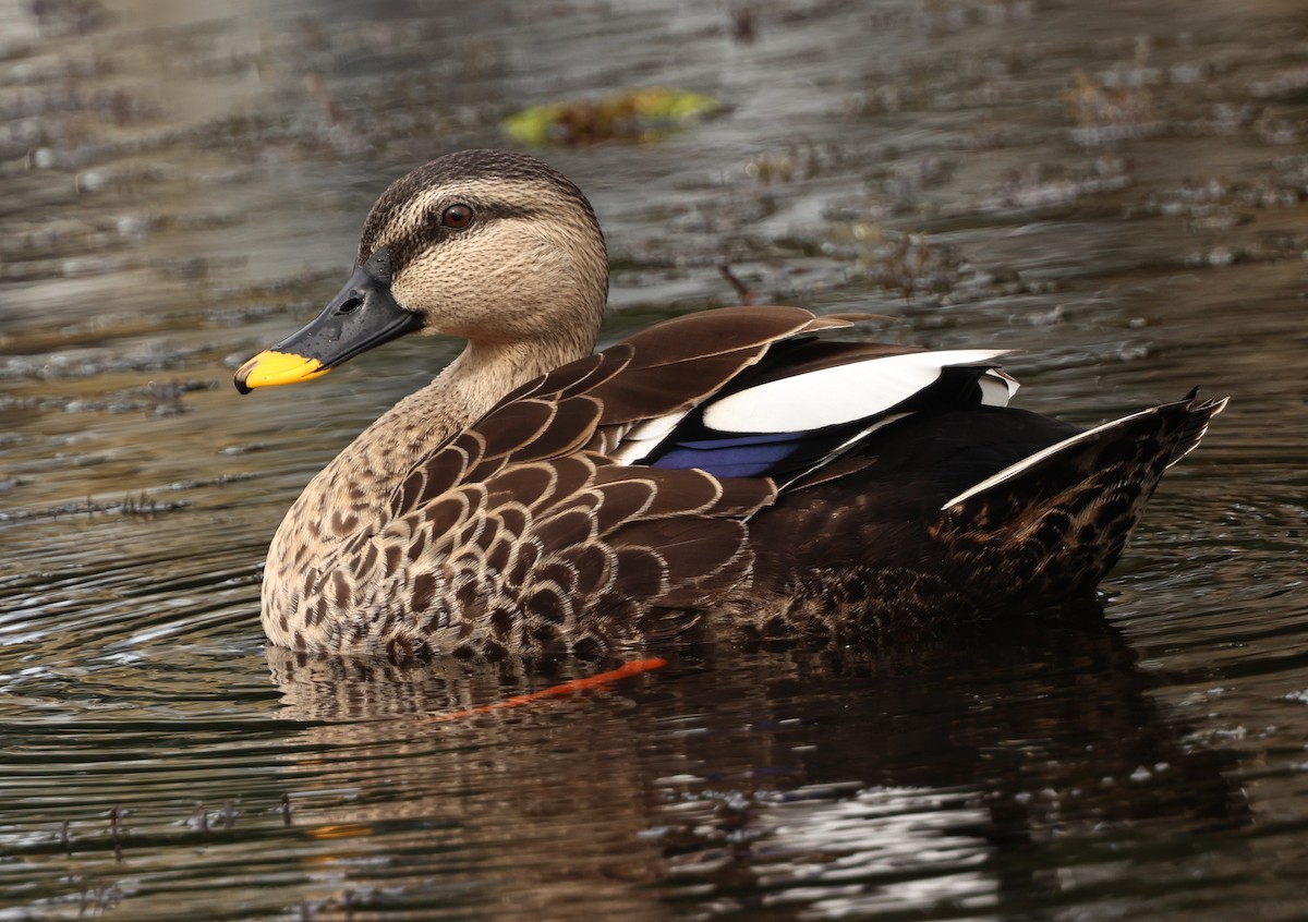 Крижень чорний - ML645587035