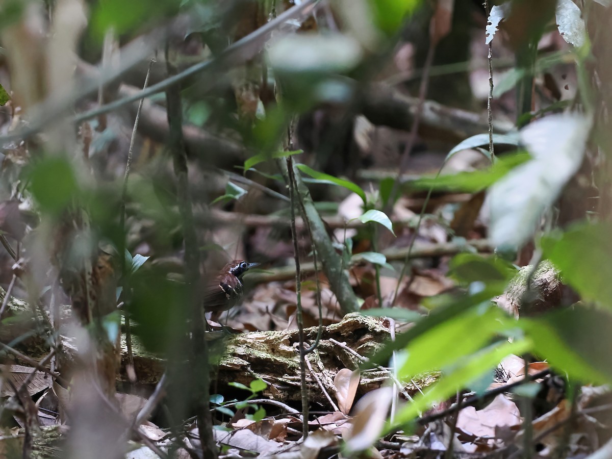 Покривник чорнощокий - ML645587036